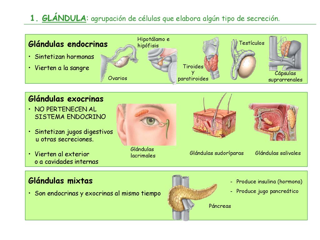 hormonas endocrinas exocrinas y mixtas